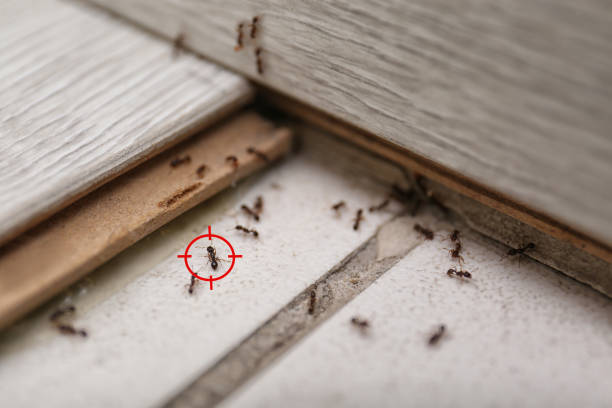 Best Flea Control Services  in Pepperdine University, CA