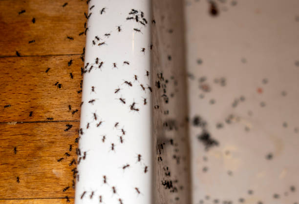 Best Affordable Pest Control Services  in Pepperdine University, CA