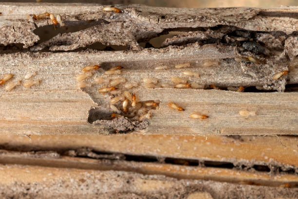Best Best Pest Control Companies  in Pepperdine University, CA